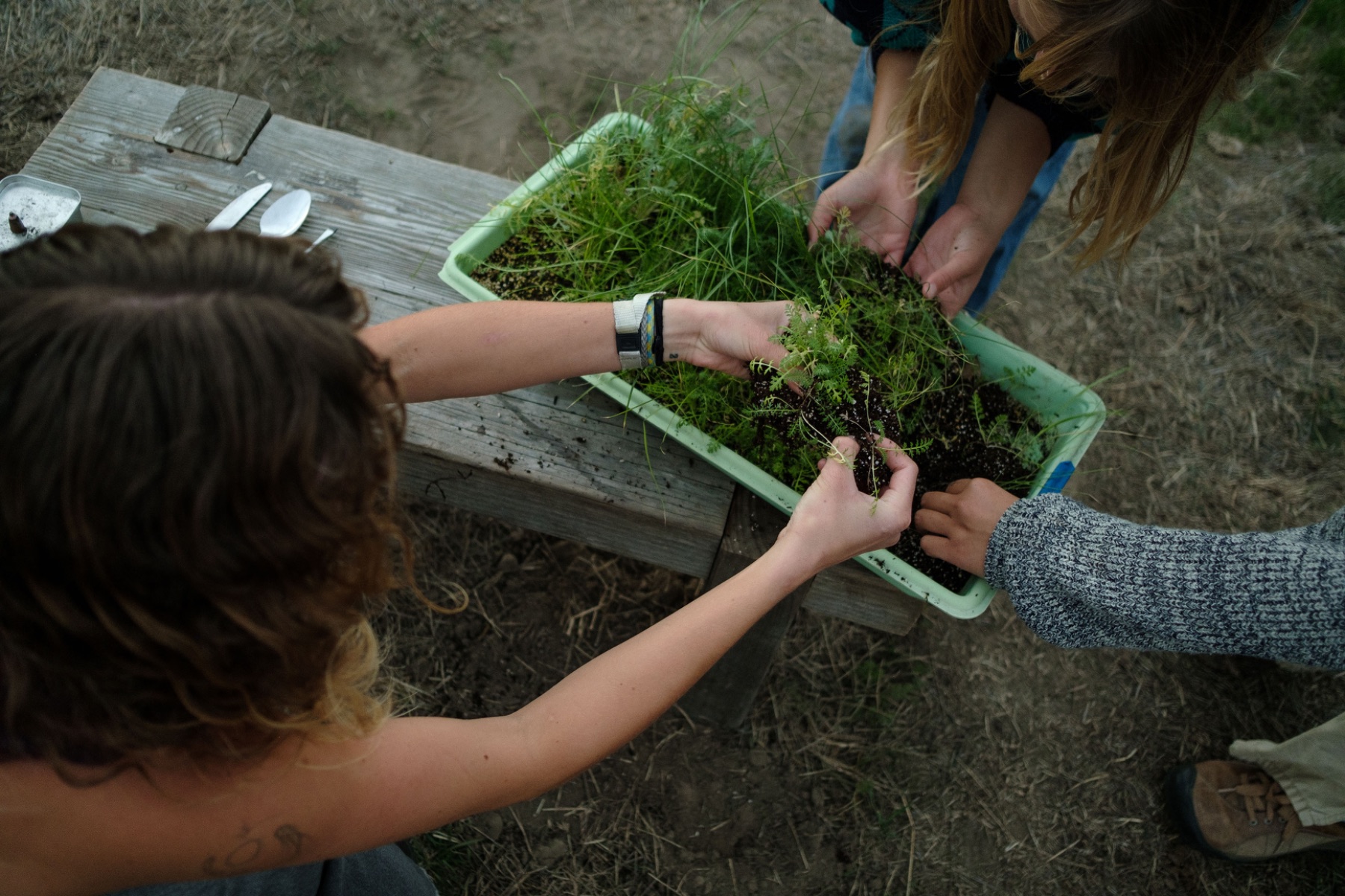 Geurilla Gardening — photo 4 of 7