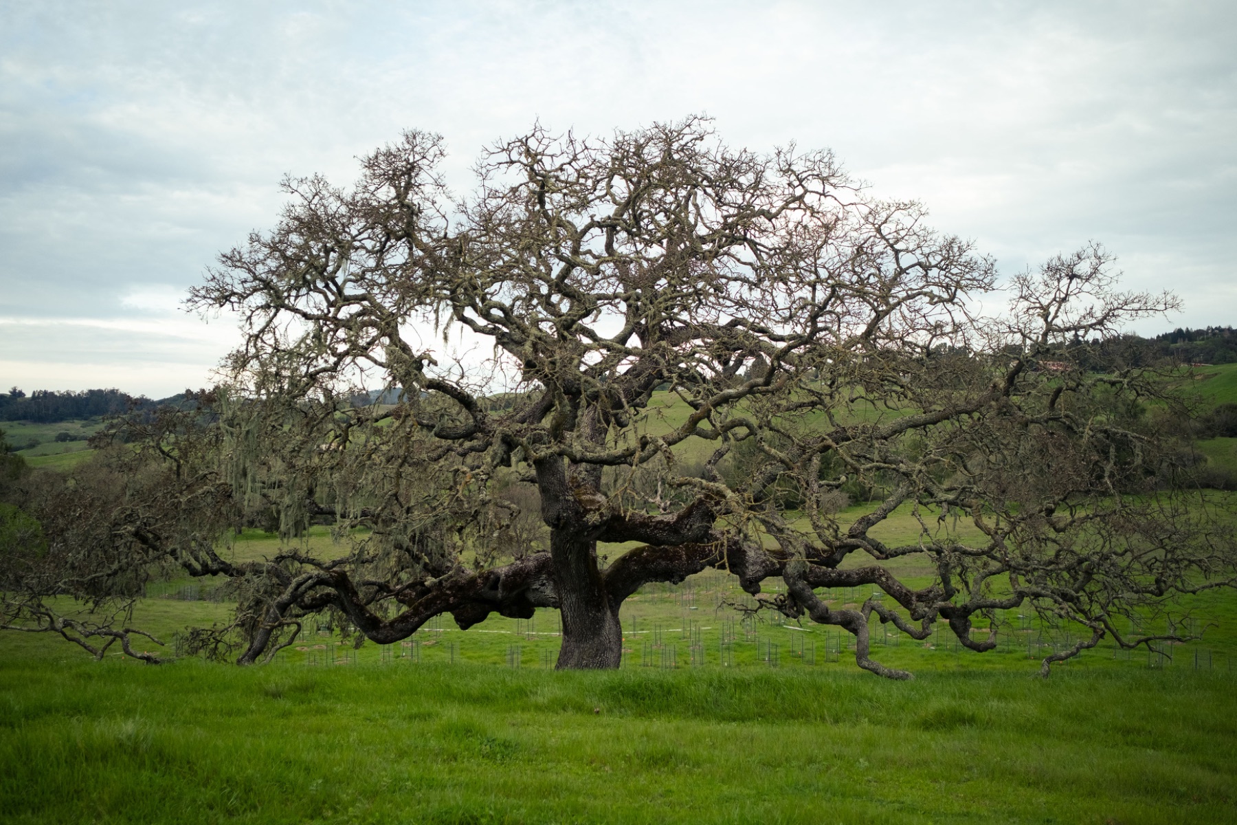 Landscape — photo 5 of 14